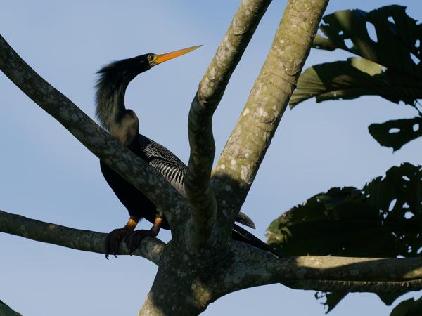 Amerikaanse slangenhalsvogel (Anhinga anhinga)